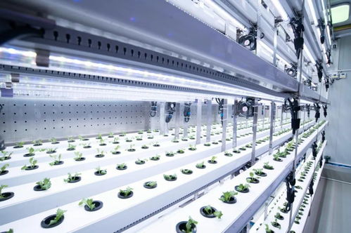 新農人的求索 既要種菜，也要種錢——信息科技賦能現代農業新路徑